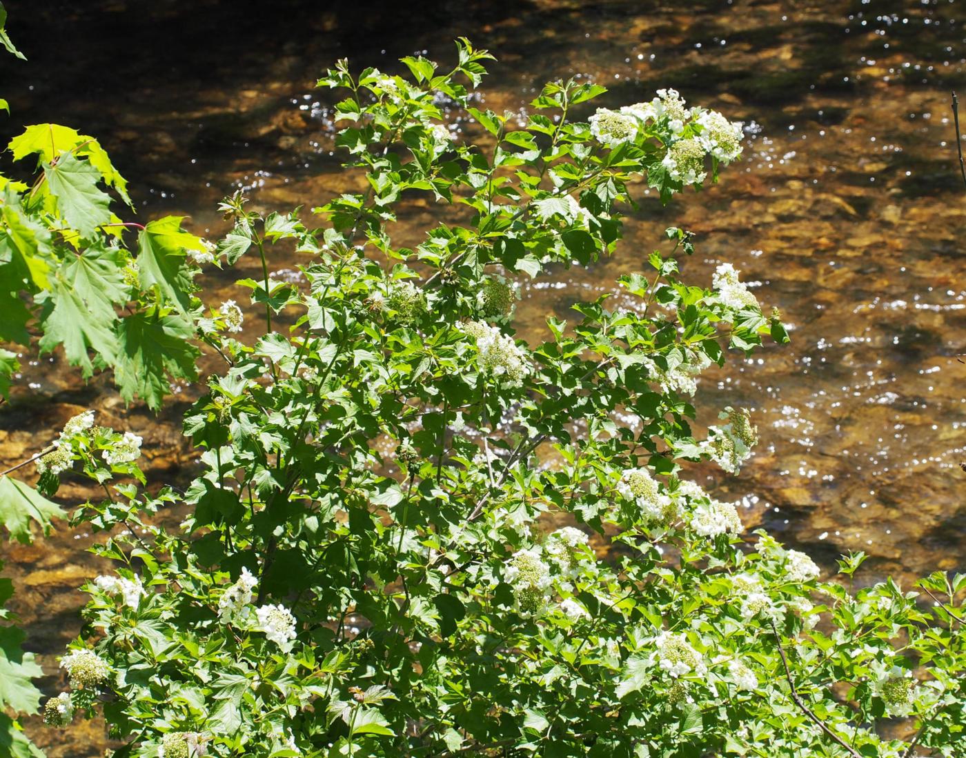 Guelder Rose plant